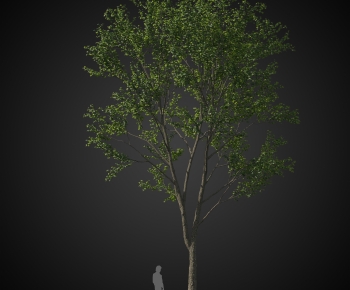 Modern Tree-ID:389395957