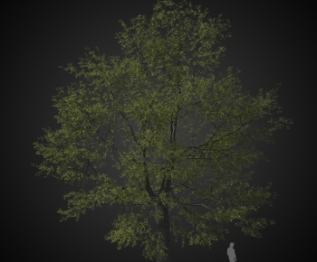 Modern Tree-ID:185940036