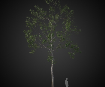 Modern Tree-ID:383949045