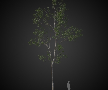 Modern Tree-ID:677818061