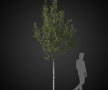 Modern Tree-ID:953728912
