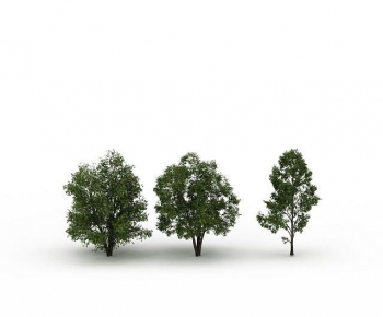 Modern Tree-ID:648964882