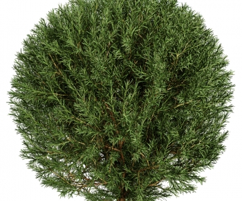 Modern Shrubbery-ID:149933102