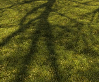 Modern The Grass-ID:540671116