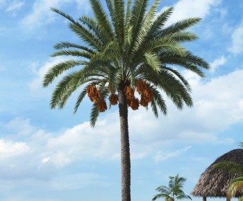 Modern Tree-ID:853286985