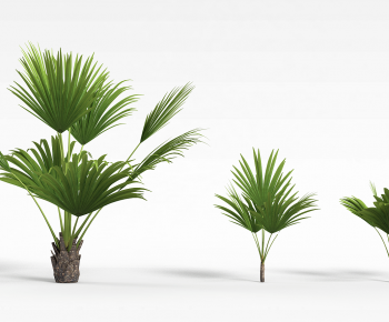 Modern Tree-ID:351975924