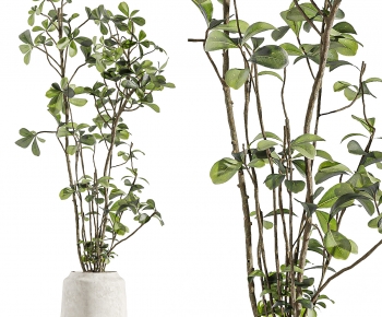 Modern Ground Green Plant Potted Plants-ID:977217918