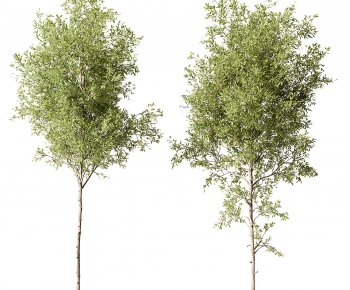 Modern Tree-ID:785489131