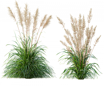 Modern The Grass-ID:952980546