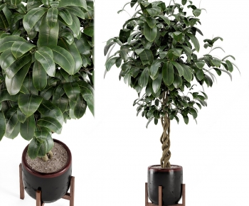 Modern Ground Green Plant Potted Plants-ID:851461893
