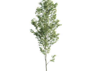 Modern Tree-ID:650991929