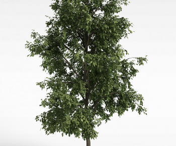 Modern Tree-ID:526549108