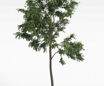 Modern Tree-ID:424261139
