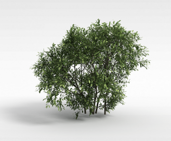 Modern Tree-ID:367814067