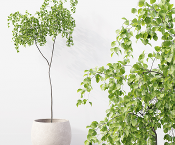 Modern Ground Green Plant Potted Plants-ID:109040728