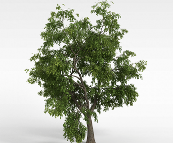 Modern Tree-ID:261204966