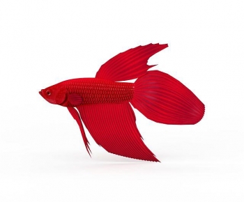 Modern Aquatic Animals-ID:962141994