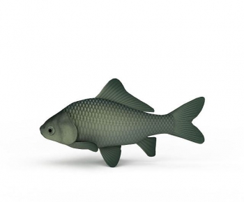 Modern Aquatic Animals-ID:234034068