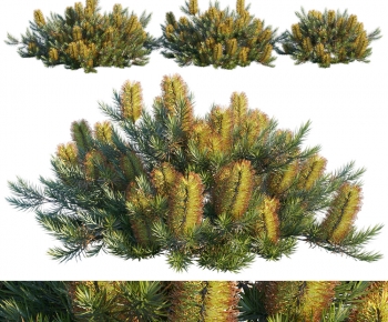 Modern Shrubbery-ID:402688982