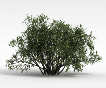 Modern Tree-ID:448534975