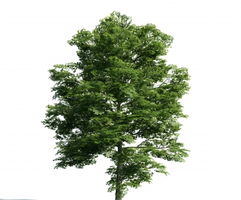 Modern Tree-ID:865497115