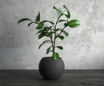 Modern Potted Green Plant-ID:505920893