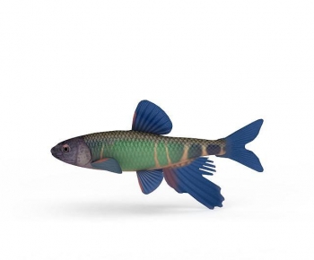 Modern Aquatic Animals-ID:469063049