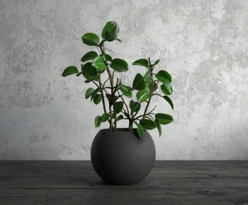 Modern Potted Green Plant-ID:980626112