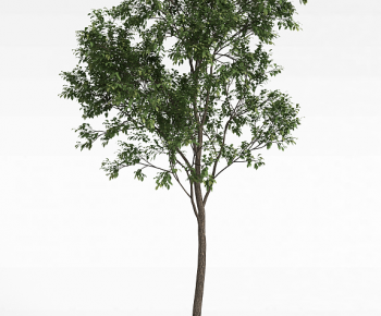 Modern Tree-ID:200231084