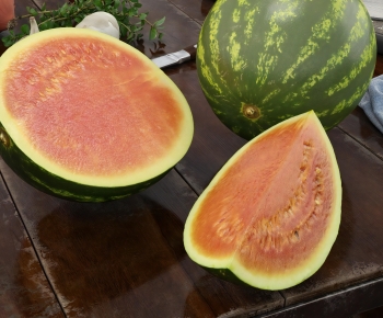 Modern Fruit-ID:244910007