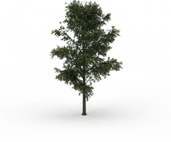 Modern Tree-ID:439363005