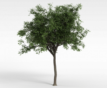 Modern Tree-ID:954451087
