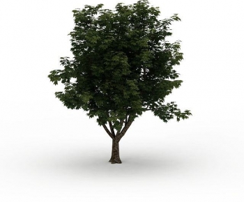 Modern Tree-ID:799956087