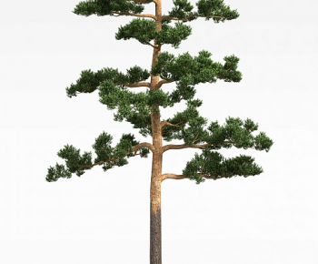 Modern Tree-ID:215389971