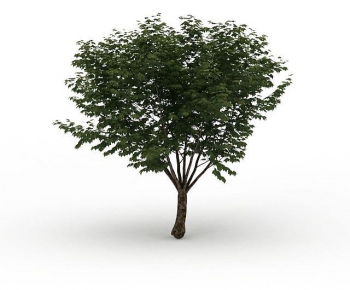 Modern Tree-ID:396441941
