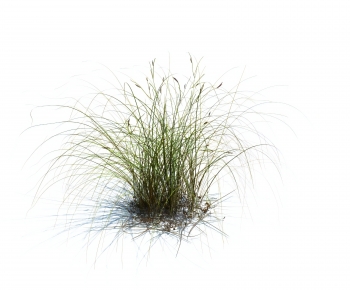 Modern The Grass-ID:248321068