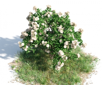 Modern Shrubbery-ID:752125987