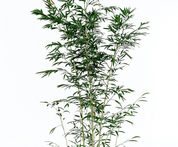 Modern Bamboo-ID:965158944