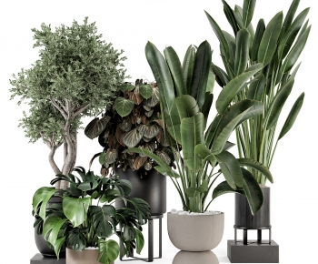 Modern Ground Green Plant Potted Plants-ID:448815112