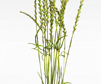 Modern The Grass-ID:849553116