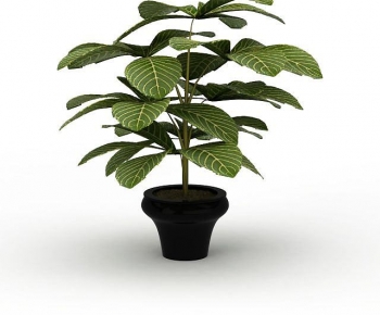 Modern Potted Green Plant-ID:539530996
