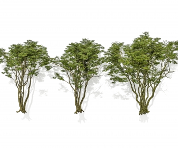 Modern Tree-ID:548963075