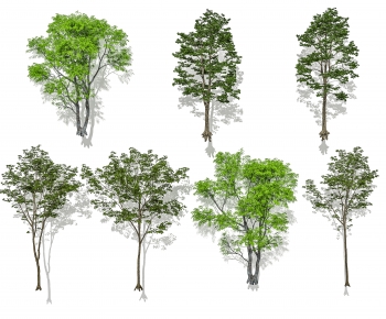 Modern Tree-ID:996433029