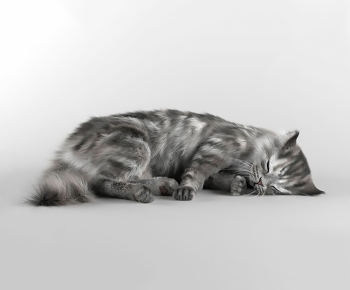 Modern Animal Cat-ID:909194953