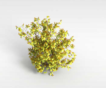 Modern Shrubbery-ID:843353995