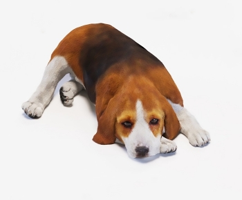 Modern Animal Dog-ID:856061096