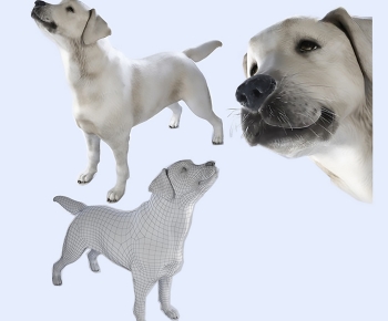 Modern Animal Dog-ID:796988967