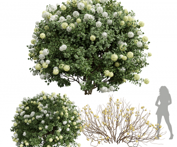 Modern Shrubbery-ID:213473086