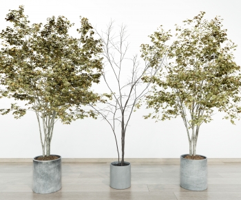 Modern Ground Green Plant Potted Plants-ID:242547045