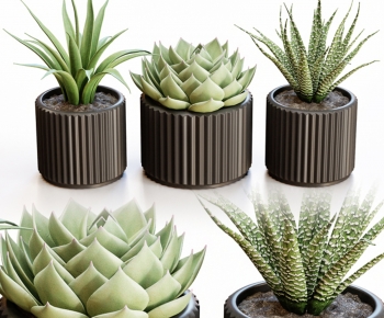 Modern Desktop Plant-ID:776647092